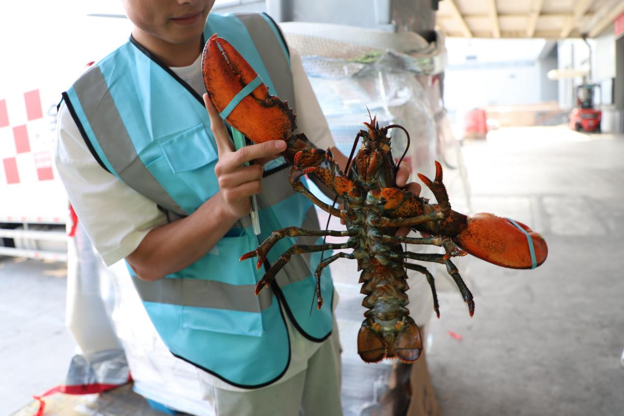 花湖机场运送的波士顿龙虾