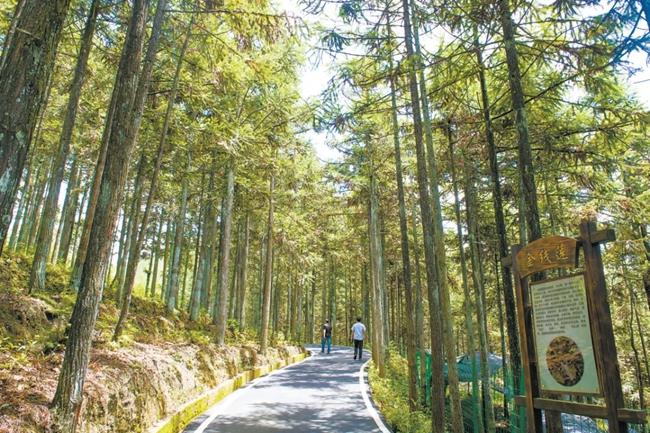 福建周宁县黄振芳家庭林场。(图源:央视新闻)