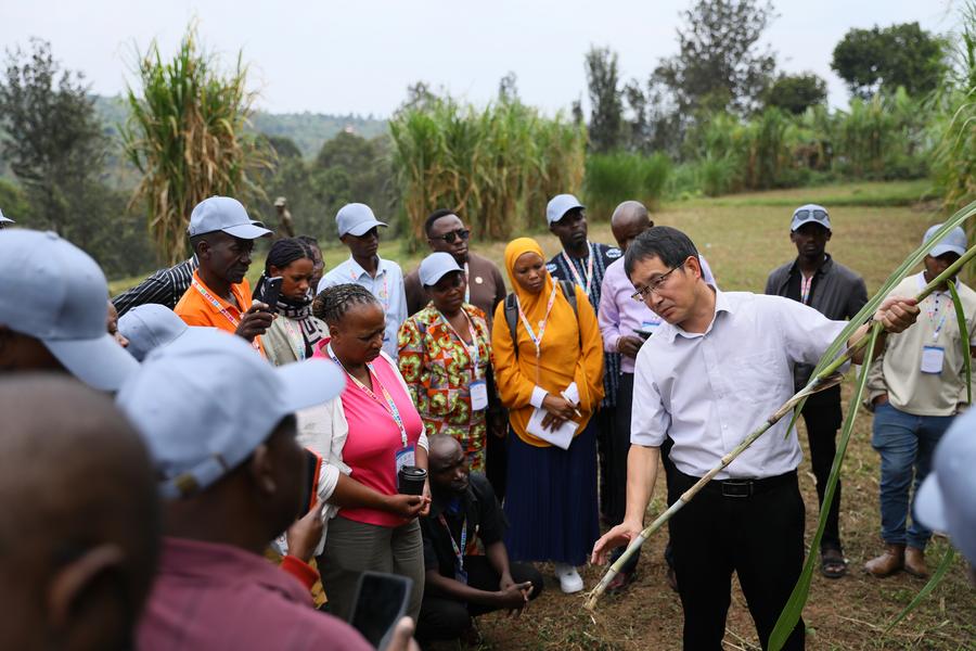 Chinese Juncao expert Lin Hui explains to trainees at the China-Rwanda Agriculture Technology Demonstration Center in Huye District, Rwanda, on July 17, 2025. (Photo by Huang Wanqing/Xinhua)