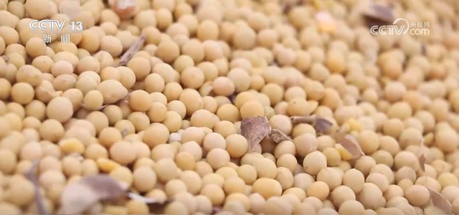 我国粮油作物单产提升效果显著 “吨半粮”装满农户“粮袋子”