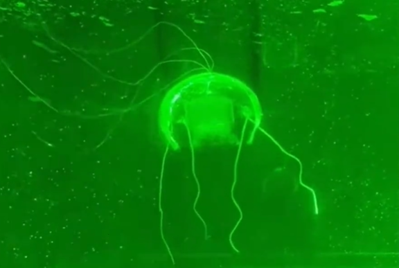 “水下幽灵”问世 西工大研制透明仿生水母机器人