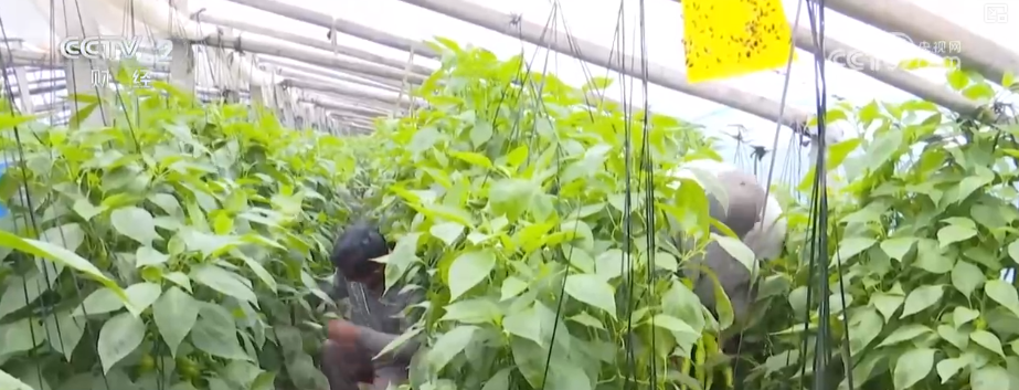 物丰价稳！多举措协同应对低温 保障百姓“菜篮子”无忧