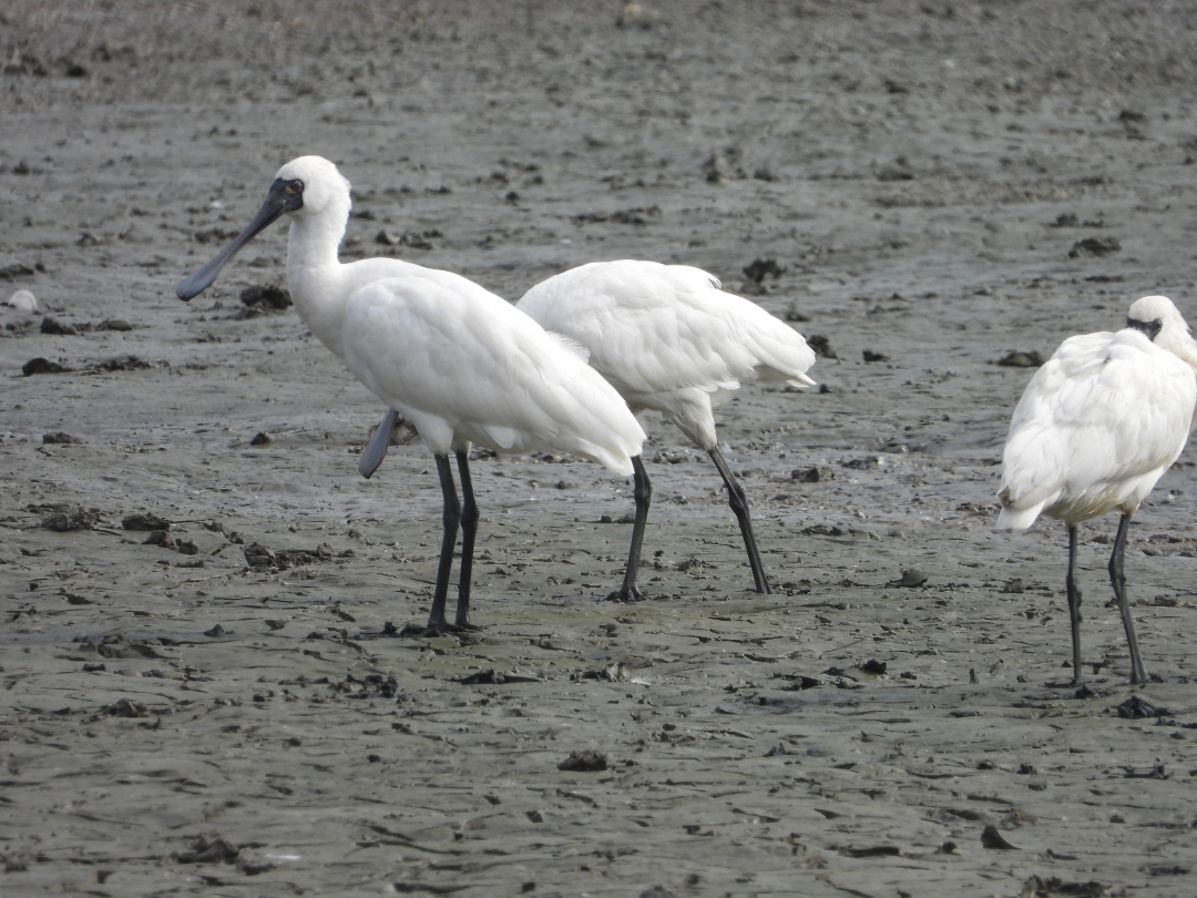 黑脸琵鹭在浅滩觅食