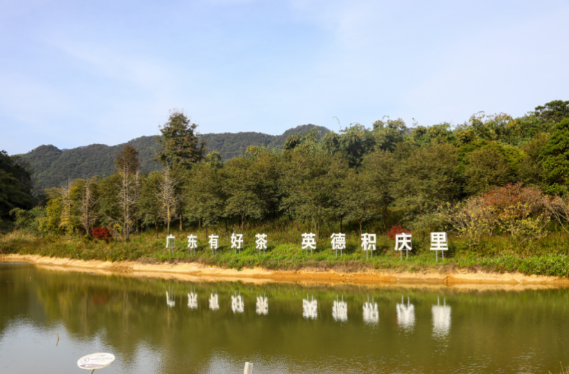 英德市积庆里现代化制茶基地。