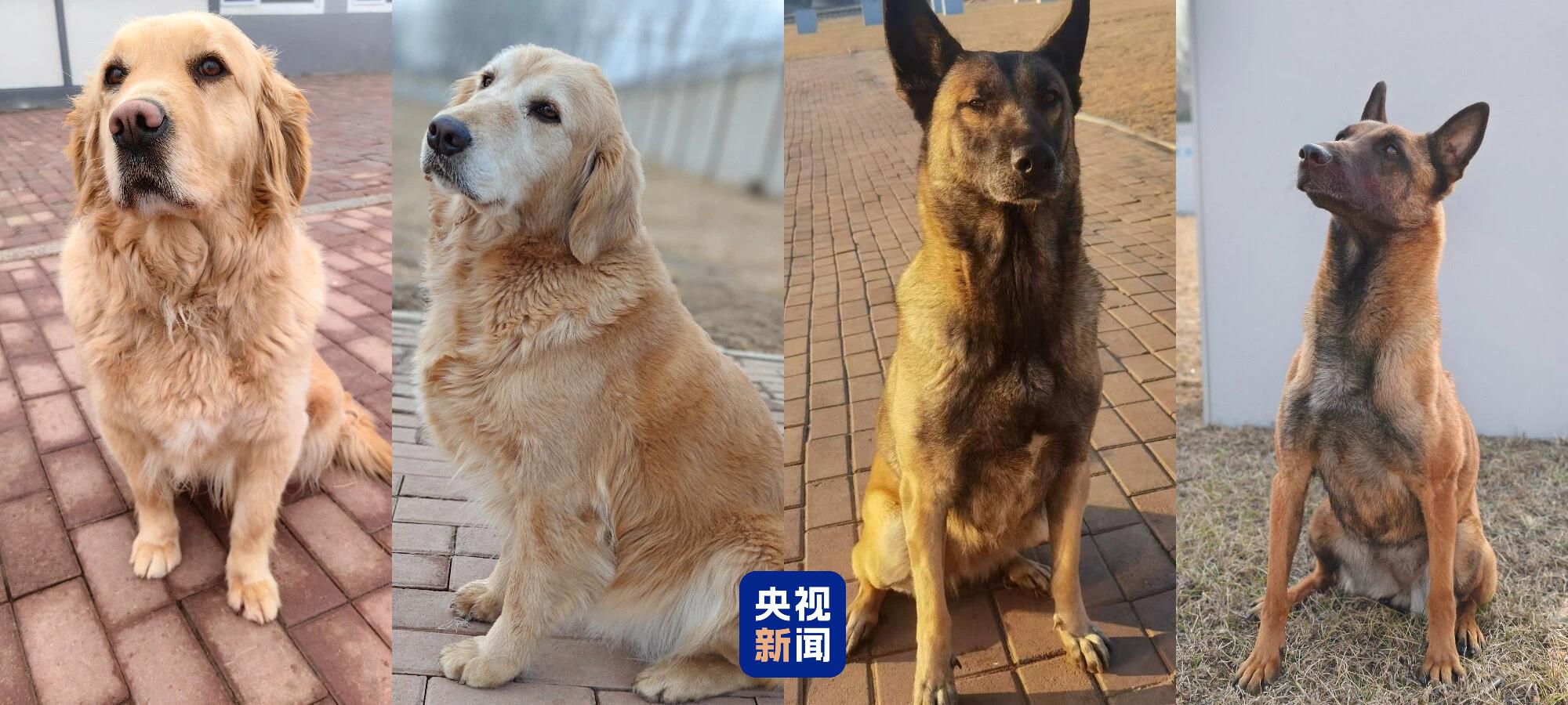 4只退役军犬招募领养 几千个“温暖的家”