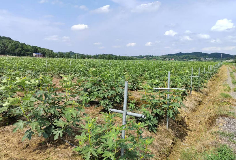 图为陈修武位于井头镇的志宏农业无花果种植基地