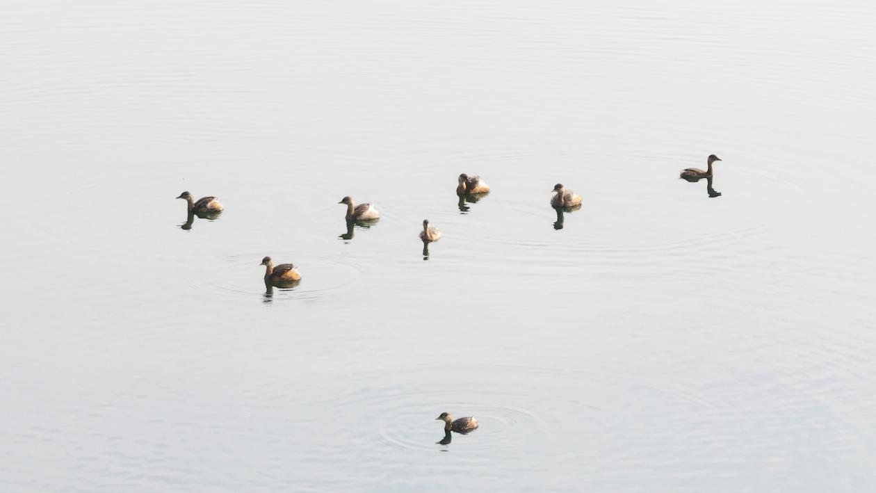 С���������Ⱥ����ˮ����ȻƯ����������/�㣩