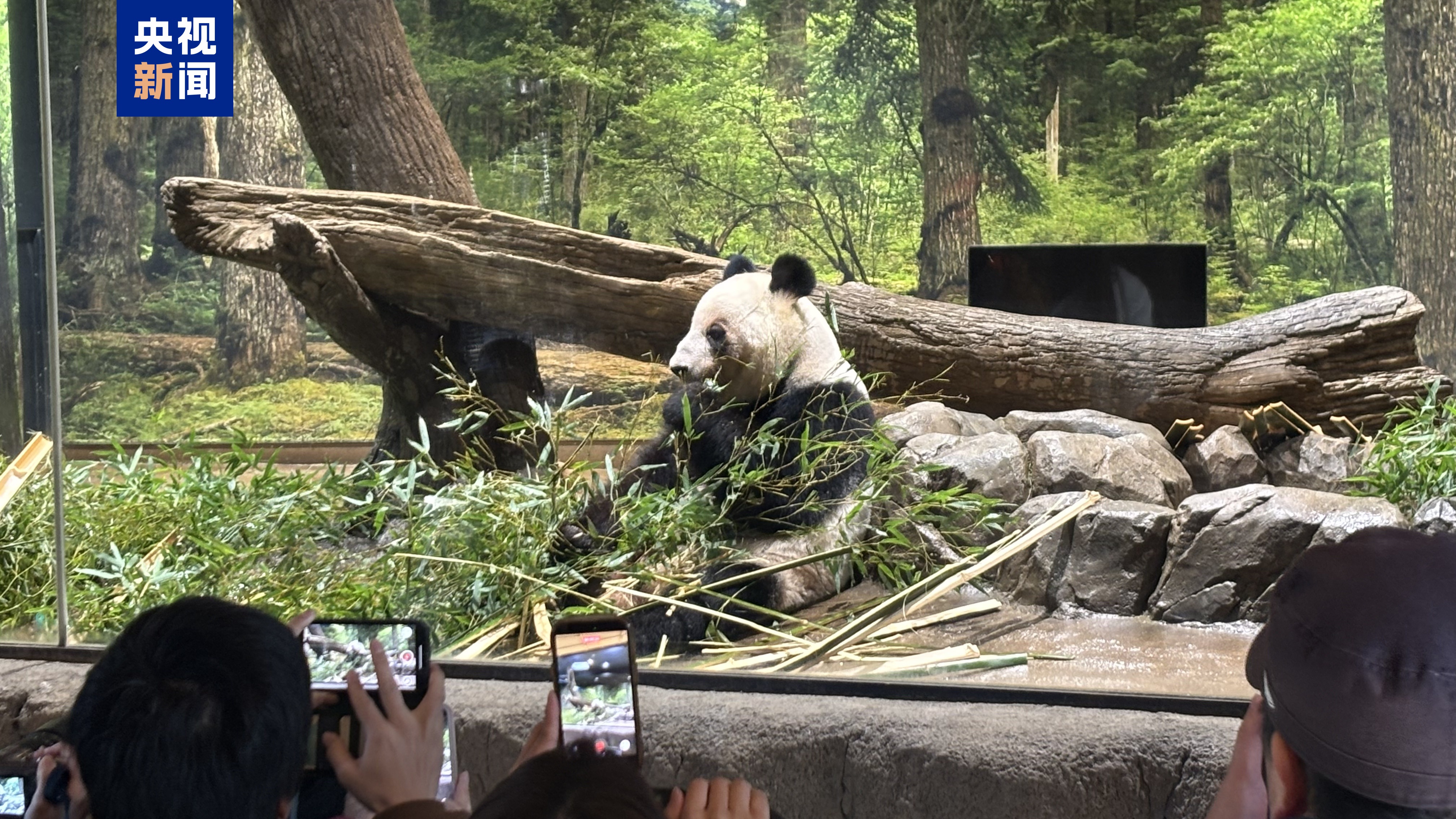 最后一天“打卡上班” 旅日大熊猫将返回中