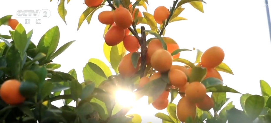 百年大集出圈圈粉海外游客 特色年货走俏“小而美”创新品类拓宽消费新场景