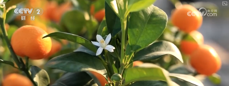 百年大集出圈圈粉海外游客 特色年货走俏“小而美”创新品类拓宽消费新场景