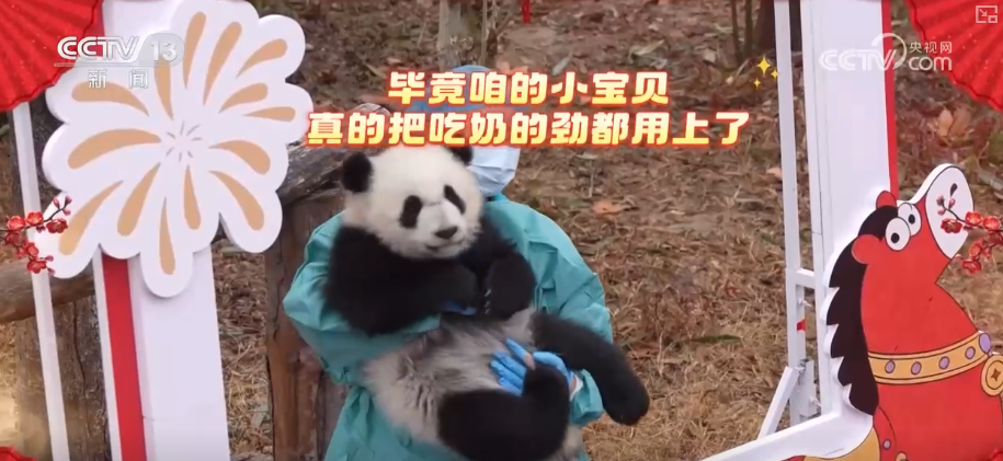 萌力报到！国宝大熊猫送上新春祝福