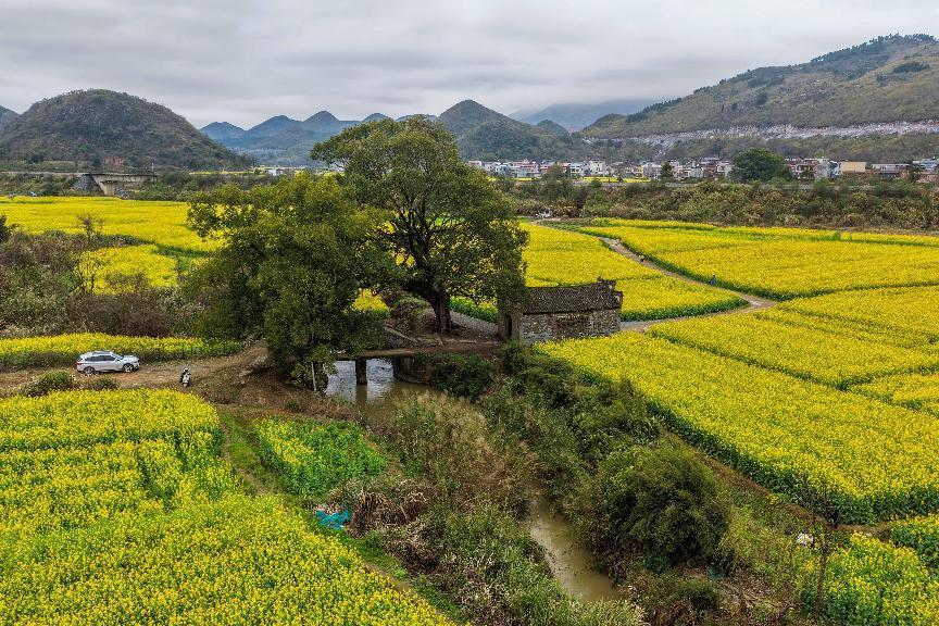 潇贺古道上油菜花开（蒋克青/摄）