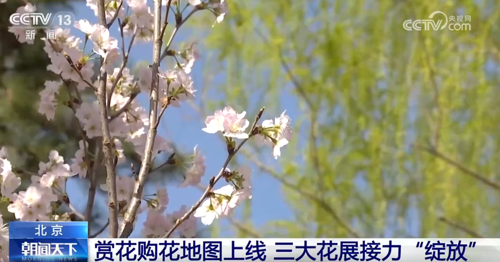 多地以花为媒创新玩法激活“春日经济” 沉浸式“赏花打卡”点亮文旅新意