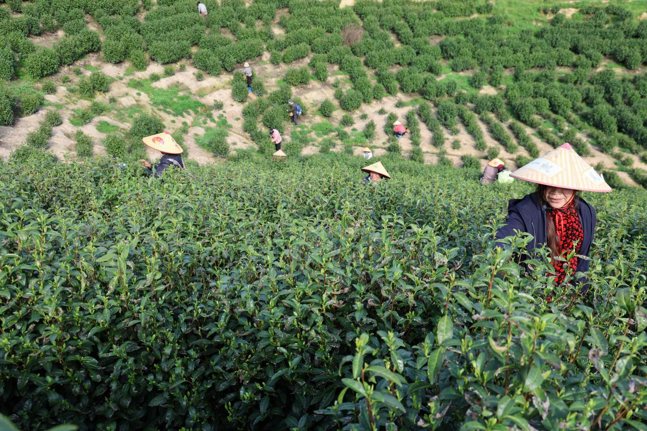 茶农们正在采茶（廖晶/摄）