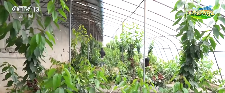 不想走，还想来！“赏花+采摘+农家饭+夜游”乡村农趣新体验点亮春日经济