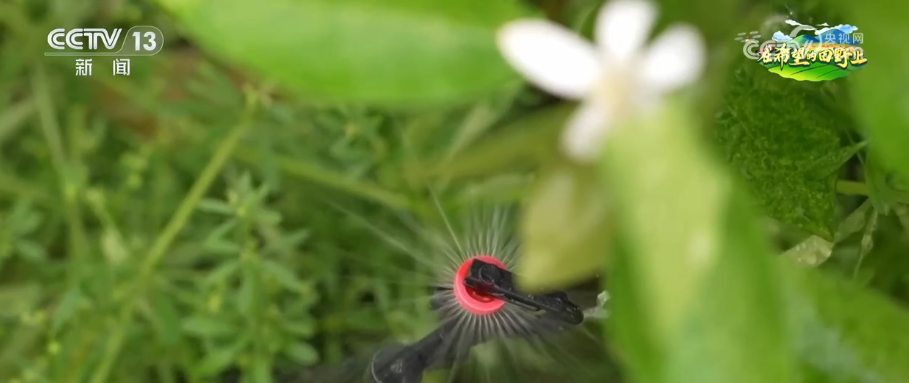 “智慧”管护瓜果抢“鲜”上市 农户乐享“早丰收”的甜蜜
