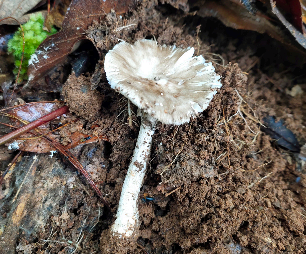 科普说 | 野生菌暗藏致命“杀手” 十种鹅膏一口都别尝_地方频道_央视网(cctv.com)