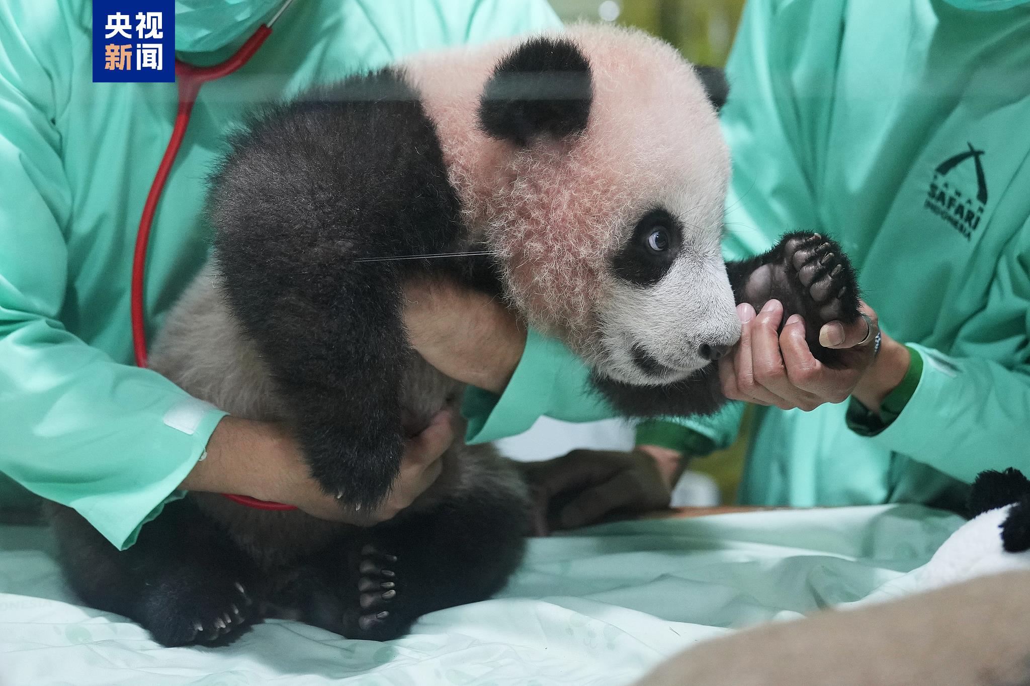 印尼出生大熊猫幼崽“里奥”状况良好 各项