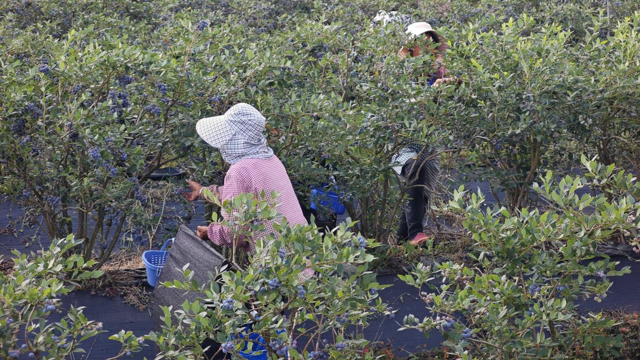工人采摘蓝莓