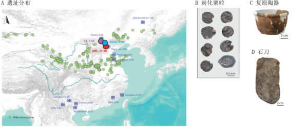 我国科学家揭示中国北方早期粟作人群的本地起源