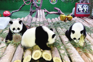 7月29日,广州长隆野生动物世界的大熊猫三胞胎享用竹笋生日蛋糕.