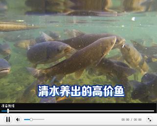 致富经养鱼_致富经养鱼一年多赚1000万_致富经养鱼视频大全集
