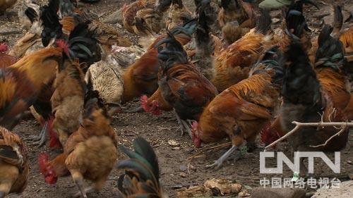 致富经视频2020全集视频(致富经2021年最新全部视频)