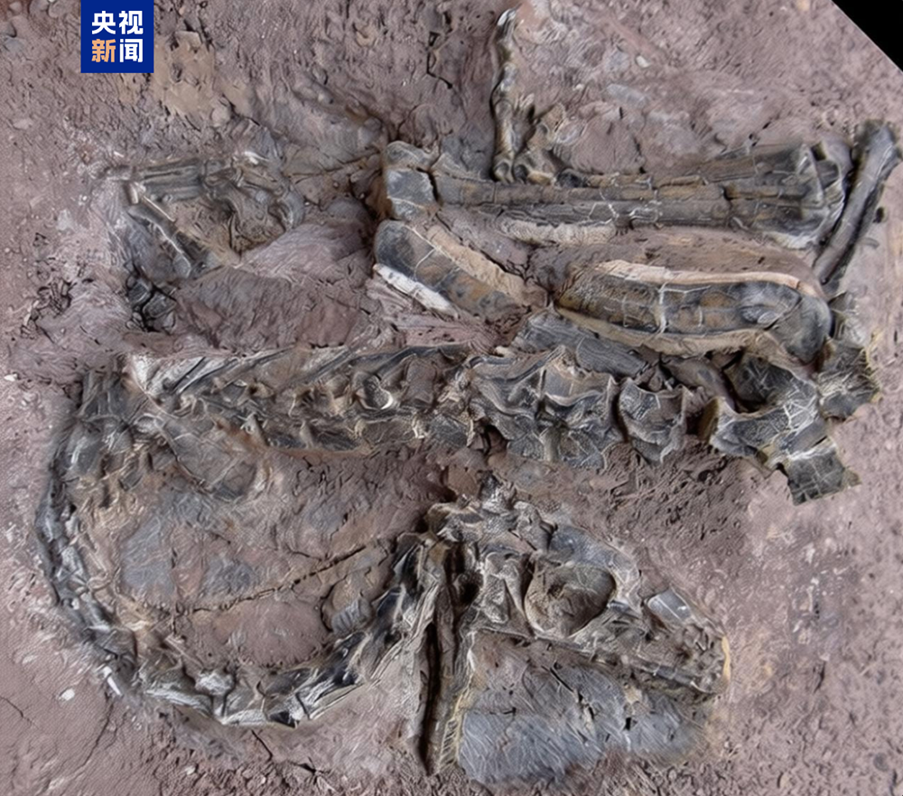 霸王龙登场！来国家自然博物馆看中外暴龙首次同台